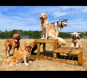 Capital Dog Care place picture