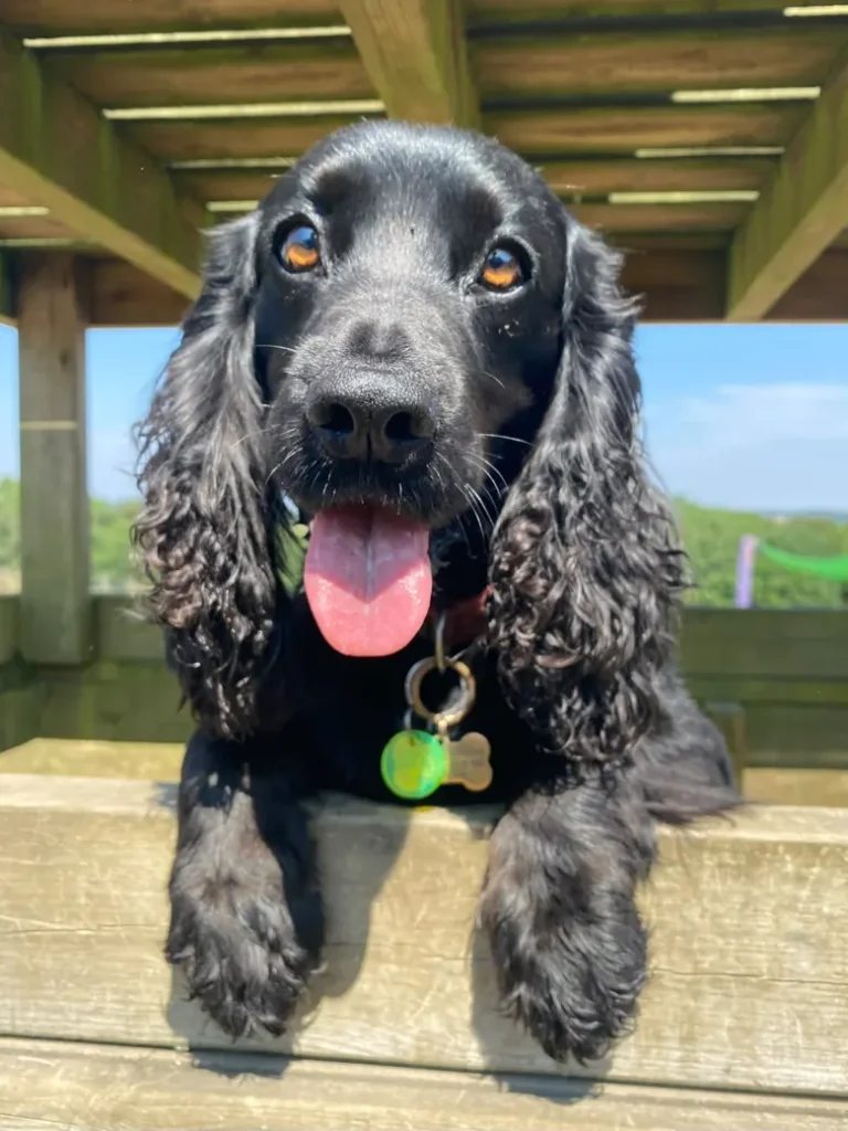 A happy black spaniel at The Meadow