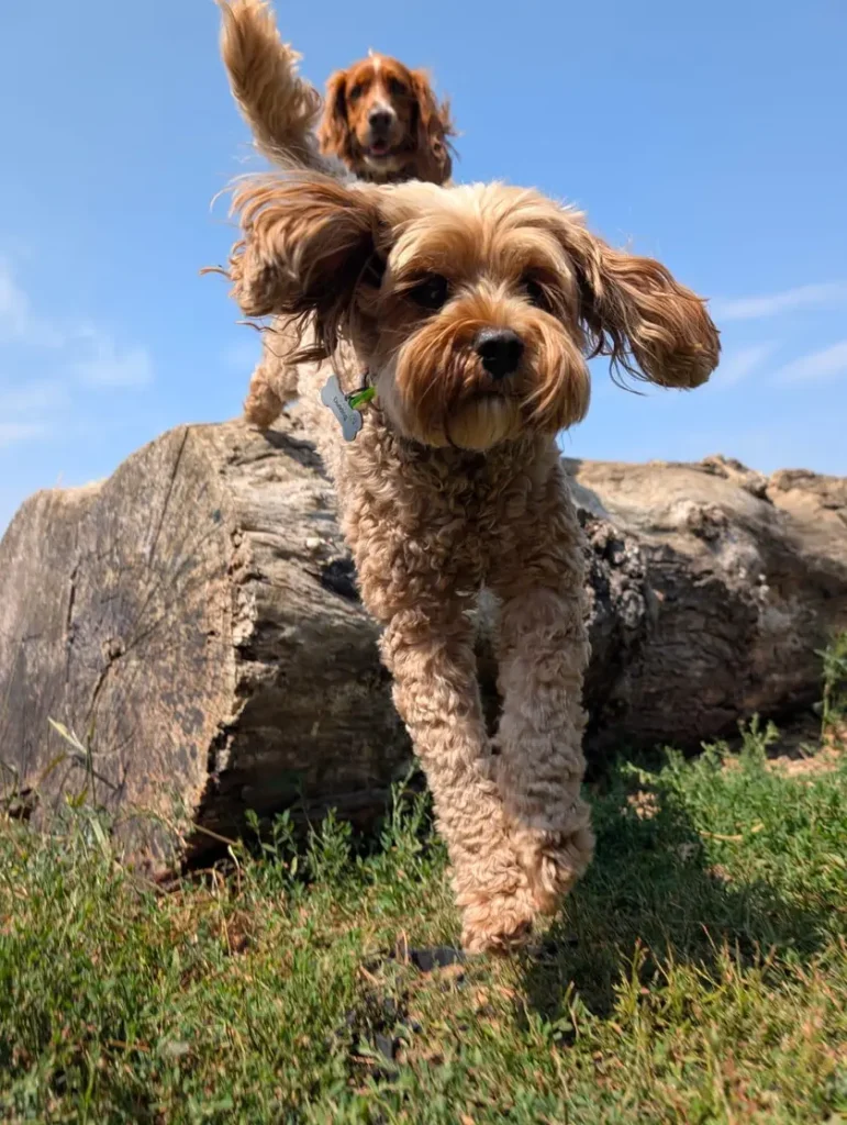 Two small Capital Dog Care dogs exploring outdoors