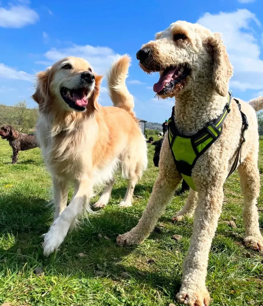 A golden retriever and a cream curly dog enjoying each other's company at The Meadow