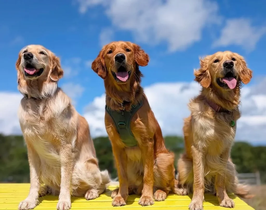 Three Capital dogs sitting together in the sunshine at The Meadow