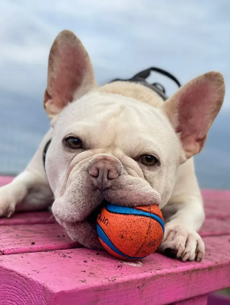 Small cream French bulldog resting with a ball