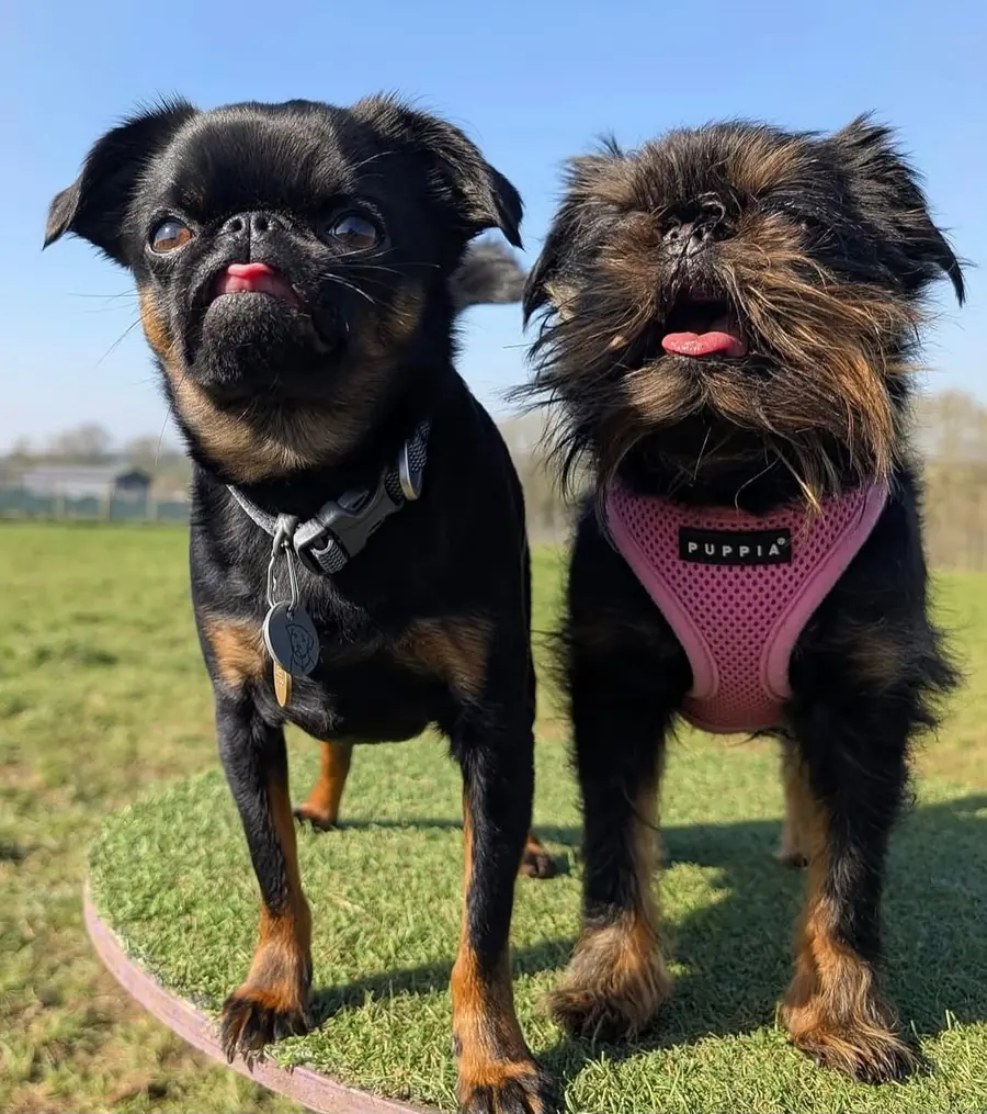 Two small dogs enjoying the sunshine at The Meadow