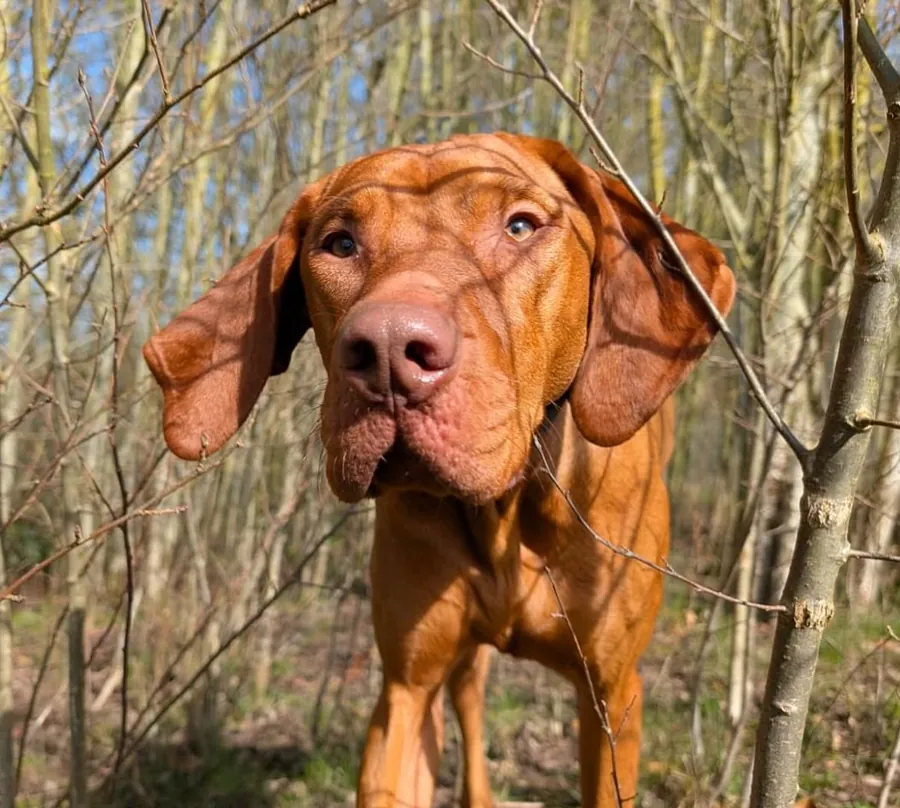 A Vizsla looking through the trees at The Meadow