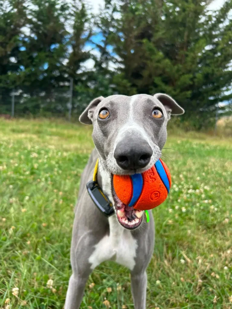 A happy whippet enjoying a Capital Dog Care countryside day